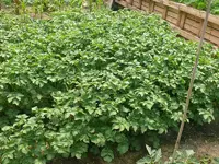 Kartoffelacker.webp