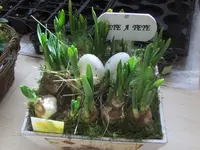 HPIM9165.webp