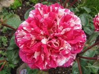 impression 15.05.11.webp