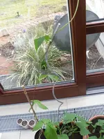 SAM_0553.webp