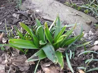 Allium.webp
