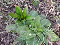 Allium_Fingerhut.webp