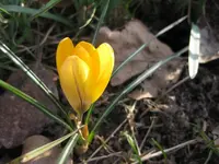 Krokusse.webp