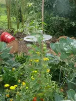 Tomate_Mischbeet.webp
