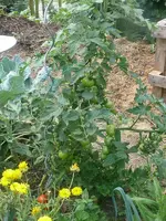 Tomate_Mischbeet1.JPG.webp