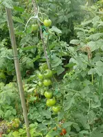 Tomte_Himbeeren1.webp