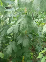 Tomte_Himbeeren.webp