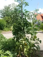 Tomate_Alpenbeet.webp