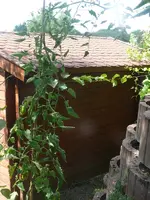 Tomate_Holzhaus.webp
