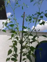 Tomate-terasse.webp