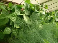 Dschungelbohnen1.webp