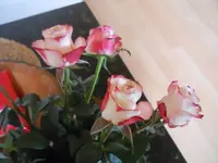 DSCN1898.webp