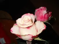 DSCN1892.webp