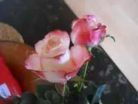 DSCN1893.webp