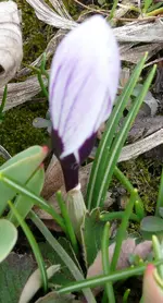 Krokus1.webp