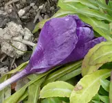 Krokus.webp