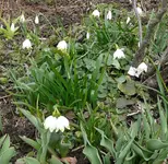 Schneeglöckchen.webp