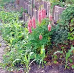 Bohnen_Mais.webp
