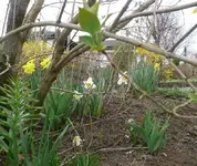Blumen3.webp