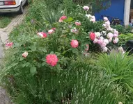 Blumenbeet.webp