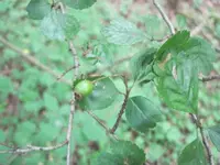 Crataegus k4 mit beeren.webp