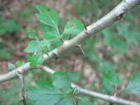 Crataegus M3.webp