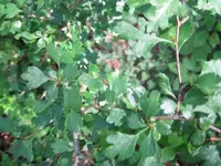 Crataegus M5B.webp