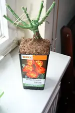 Orange Princess 28.03.13.webp