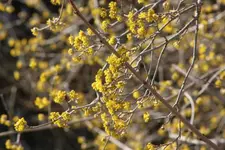 Blüten am 28.3..webp