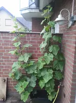2012-07-11 06.42.52.webp