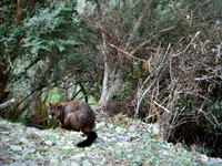 NZ Possum v.webp