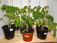 große Tomaten.webp