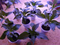 Paprika2.webp