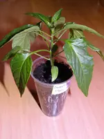 Chili.webp