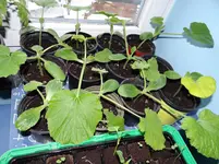 Kürbis + Zucchini.webp