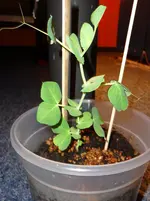 DSC01106.webp