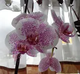 DSC01136.webp