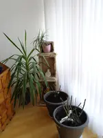 DSC01127.webp