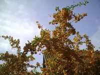 FeuerdornK.27.09.2011.webp