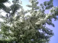 FeuerdornBlüte02.05.2011.webp