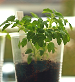 Tomate_Rote Johannisbeere_640.webp