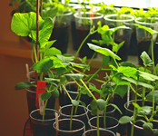 Zucchini und Gurken_640.webp