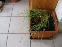 Spaltgriffel 29.3.2013.webp
