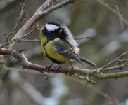 Osterputz1.webp