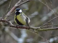 Osterputz00.webp