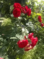 2012-07-18-481.webp