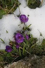 Krokusse 29.03.13.webp
