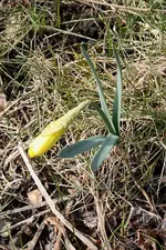 Narzisse 29.03.13.webp