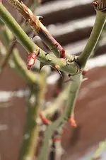 Rose 1 29.03.13.webp