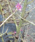 DSC03610 - 2013 -03-29 - seidelbast-blüten.JPG